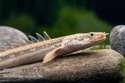 Lapradei-Flösselhecht, Polypterus Lapradei, 20-30 Cm 3 Lapradei-Flösselhecht, Polypterus Lapradei, 20-30 Cm -Interaquaristik Verkäufe Lapradei Floesselhecht Polypterus lapradei 2