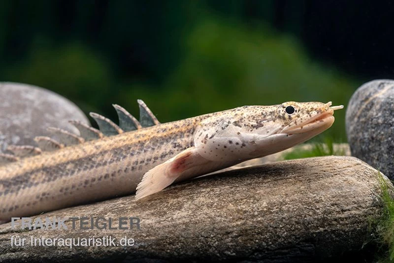 Lapradei-Flösselhecht, Polypterus lapradei, 20-30 cm Lapradei-Flösselhecht, Polypterus Lapradei, 20-30 Cm -Interaquaristik Verkäufe Lapradei Floesselhecht Polypterus lapradei 2