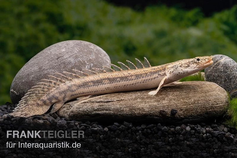 Lapradei-Flösselhecht, Polypterus lapradei, 20-30 cm Lapradei-Flösselhecht, Polypterus Lapradei, 20-30 Cm -Interaquaristik Verkäufe Lapradei Floesselhecht Polypterus lapradei 3