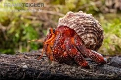 Lava-Landeinsiedlerkrebs, Coenobita Sp. Lava (Größe XL) -Interaquaristik Verkäufe Lava Landeinsiedlerkrebs Coenobita sp Lava 3