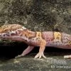 Leopardgecko, Eublepharis Macularius, TREMPER ALBINO