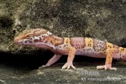 Leopardgecko, Eublepharis Macularius, TREMPER ALBINO