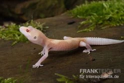 Leopardgecko, Eublepharis Macularius, BELL ALBINO
