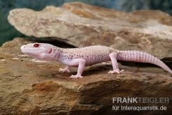 Leopardgecko, Eublepharis Macularius, BELL ALBINO ENIGMA -Interaquaristik Verkäufe Leopardgecko Eublepharis macularius Bell Albino Enigma 12