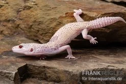 Leopardgecko, Eublepharis Macularius, BELL ALBINO ENIGMA -Interaquaristik Verkäufe Leopardgecko Eublepharis macularius Bell Albino Enigma 6