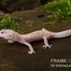 Leopardgecko, Eublepharis Macularius, BELL ALBINO MACK SNOW -Interaquaristik Verkäufe Leopardgecko Eublepharis macularius Bell Albino Mack Snow 10