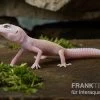Leopardgecko, Eublepharis Macularius, BLIZZARD -Interaquaristik Verkäufe Leopardgecko Eublepharis macularius Blizzard 6