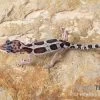 Leopardgecko, Eublepharis Macularius, MACK SNOW -Interaquaristik Verkäufe Leopardgecko Eublepharis macularius Mack Snow 5