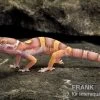 Leopardgecko, Eublepharis Macularius, PASTEL TREMPER ALBINO -Interaquaristik Verkäufe Leopardgecko Eublepharis macularius Pastel Albino Tremper