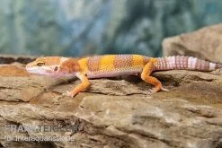 Leopardgecko, Eublepharis Macularius, TANGERINE