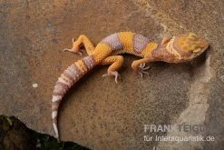 Leopardgecko, Eublepharis Macularius, TANGERINE BELL ALBINO