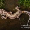 Leopardgecko, Eublepharis Macularius, TREMPER ALBINO JUNGLE -Interaquaristik Verkäufe Leopardgecko Eublepharis macularius Tremper Albino Jungle 4