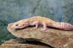 Leopardgecko, Eublepharis Macularius, TREMPER ALBINO MACK SNOW ECLIPSE -Interaquaristik Verkäufe Leopardgecko Eublepharis macularius Tremper Albino Mack Snow Eclipse 13