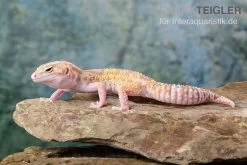 Leopardgecko, Eublepharis Macularius, TREMPER ALBINO MACK SNOW ECLIPSE -Interaquaristik Verkäufe Leopardgecko Eublepharis macularius Tremper Albino Mack Snow Eclipse 16