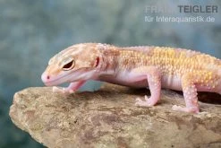 Leopardgecko, Eublepharis Macularius, TREMPER ALBINO MACK SNOW ECLIPSE -Interaquaristik Verkäufe Leopardgecko Eublepharis macularius Tremper Albino Mack Snow Eclipse 18