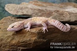 Leopardgecko, Eublepharis Macularius, TREMPER ALBINO MACK SNOW ECLIPSE -Interaquaristik Verkäufe Leopardgecko Eublepharis macularius Tremper Albino Mack Snow Eclipse 8