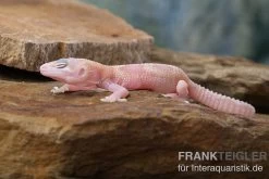 Leopardgecko, Eublepharis Macularius, TREMPER ALBINO MACK SNOW RAPTOR -Interaquaristik Verkäufe Leopardgecko Eublepharis macularius Tremper Albino Mack Snow Raptor 2