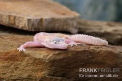 Leopardgecko, Eublepharis Macularius, TREMPER ALBINO MACK SNOW RAPTOR -Interaquaristik Verkäufe Leopardgecko Eublepharis macularius Tremper Albino Mack Snow Raptor 5