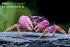 Lila Spider Crab, Neosarmatium Sp. Purple