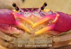 Lila Süßwasserkrabbe, Globithelphusa "indian Lilac" -Interaquaristik Verkäufe Lila Suesswasserkrabbe Globithelphusa indian lilac 1