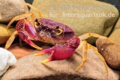 Lila Süßwasserkrabbe, Globithelphusa "indian Lilac" -Interaquaristik Verkäufe Lila Suesswasserkrabbe Globithelphusa indian lilac 3 2