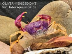 Lila Süßwasserkrabbe, Globithelphusa "indian Lilac" -Interaquaristik Verkäufe Lila Suesswasserkrabbe Globithelphusa indian lilac 3