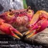 Lila Süßwasserkrabbe, Globithelphusa "indian Lilac" -Interaquaristik Verkäufe Lila Suesswasserkrabbe Globithelphusa indian lilac n2
