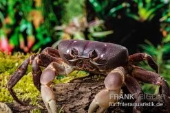 Lila Weihnachtsinselkrabbe, Gecarcoidea Humei, XL 4 Lila Weihnachtsinselkrabbe, Gecarcoidea Humei, XL -Interaquaristik Verkäufe Lila Weihnachtsinselkrabbe Gecarcoidea humei 1 1