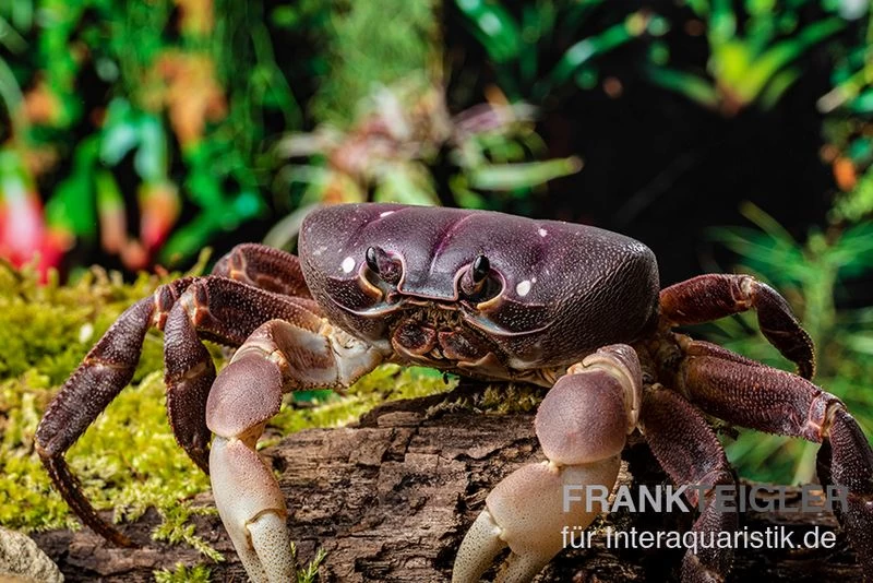 Lila Weihnachtsinselkrabbe, Gecarcoidea humei, XL Lila Weihnachtsinselkrabbe, Gecarcoidea Humei, XL -Interaquaristik Verkäufe Lila Weihnachtsinselkrabbe Gecarcoidea humei 1 1