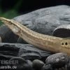 Pfauen-Stachelaal, Macrognathus Siamensis -Interaquaristik Verkäufe Macrognathus siamensis 9