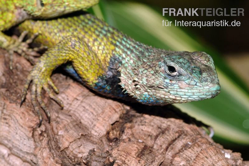 Malachit-Stachelleguan, Sceloporus malachiticus Malachit-Stachelleguan, Sceloporus Malachiticus -Interaquaristik Verkäufe Malachit Stachelleguan Sceloporus malachiticus 2