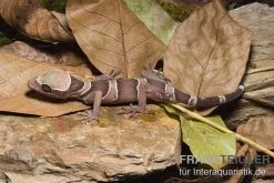 Malayischer Bogenfingergecko, Cyrtodactylus Pulchellus 5 Malayischer Bogenfingergecko, Cyrtodactylus Pulchellus -Interaquaristik Verkäufe Malayischer Bogenfingergecko Cyrtodactylus pulchellus 1