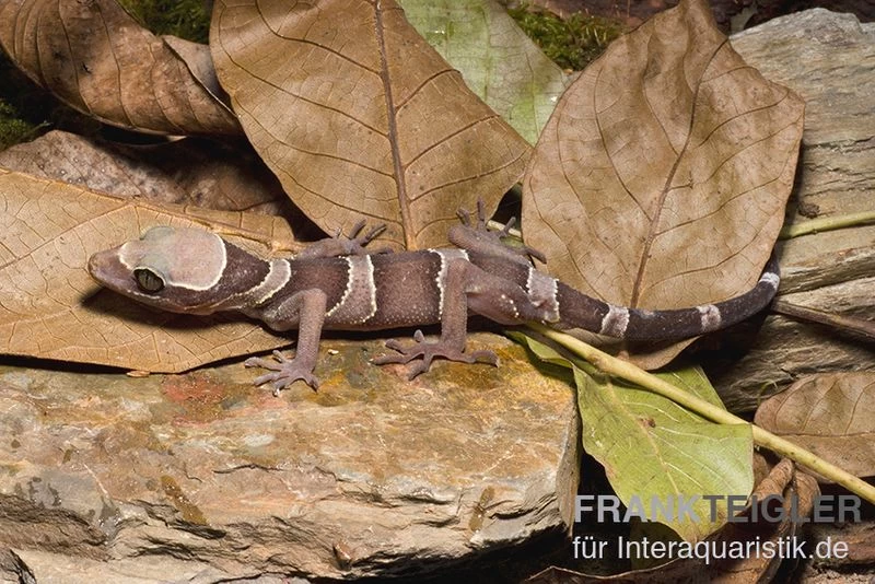 Malayischer Bogenfingergecko, Cyrtodactylus pulchellus Malayischer Bogenfingergecko, Cyrtodactylus Pulchellus -Interaquaristik Verkäufe Malayischer Bogenfingergecko Cyrtodactylus pulchellus 1