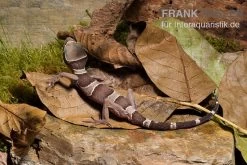 Malayischer Bogenfingergecko, Cyrtodactylus Pulchellus 6 Malayischer Bogenfingergecko, Cyrtodactylus Pulchellus -Interaquaristik Verkäufe Malayischer Bogenfingergecko Cyrtodactylus pulchellus 2