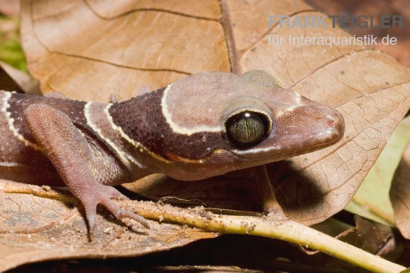 Malayischer Bogenfingergecko, Cyrtodactylus pulchellus Malayischer Bogenfingergecko, Cyrtodactylus Pulchellus -Interaquaristik Verkäufe Malayischer Bogenfingergecko Cyrtodactylus pulchellus 3