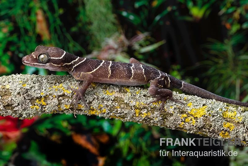 Malayischer Bogenfingergecko, Cyrtodactylus pulchellus Malayischer Bogenfingergecko, Cyrtodactylus Pulchellus -Interaquaristik Verkäufe Malayischer Bogenfingergecko Cyrtodactylus pulchellus neu 1