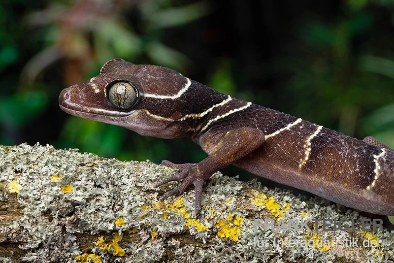 Malayischer Bogenfingergecko, Cyrtodactylus pulchellus Malayischer Bogenfingergecko, Cyrtodactylus Pulchellus -Interaquaristik Verkäufe Malayischer Bogenfingergecko Cyrtodactylus pulchellus neu 2
