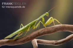 Afrikanische Gottesanbeterin Im Mix, Sphodromantis Spec. -Interaquaristik Verkäufe Mantis 1