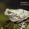 Marmorierter Laubfrosch, Hyla Marmorata -Interaquaristik Verkäufe Marmorierter Laubfrosch Hyla marmorata 1