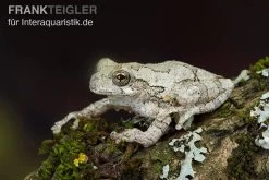 Marmorierter Laubfrosch, Hyla Marmorata -Interaquaristik Verkäufe Marmorierter Laubfrosch Hyla marmorata 3