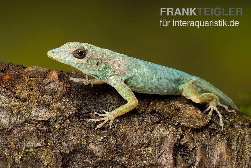 Martinique-Anolis, Anolis roquet roquet Martinique-Anolis, Anolis Roquet Roquet -Interaquaristik Verkäufe Martinique Anolis Anolis roquet 1