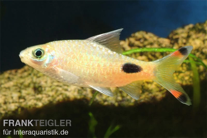 Maskarabarbe, Dawkinsia assimilis Maskarabarbe, Dawkinsia Assimilis -Interaquaristik Verkäufe Maskarabarbe Dawkinsia assimillis