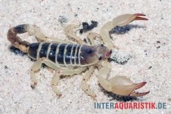 Maurischer Skorpion, Scorpio Maurus