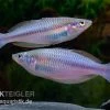 Mayland`s Regenbogenfisch, Melanotaenia Maylandi, 5 Tiere