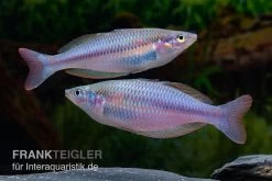 Mayland`s Regenbogenfisch, Melanotaenia Maylandi, 5 Tiere