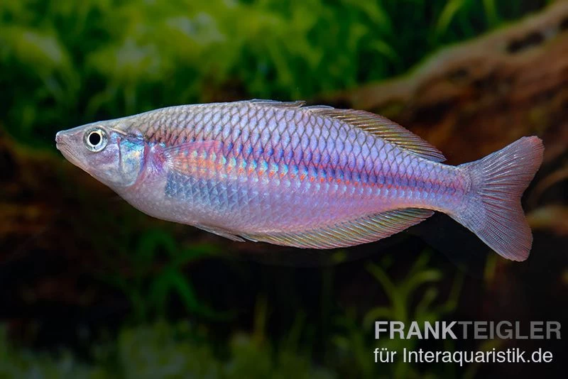 Mayland`s Regenbogenfisch, Melanotaenia maylandi, 5 Tiere Mayland`s Regenbogenfisch, Melanotaenia Maylandi, 5 Tiere -Interaquaristik Verkäufe Mayland s Regenbogenfisch Melanotaenia maylandi 6