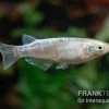 Medaka Linguang, Oryzias Latipes -Interaquaristik Verkäufe Medaka Linguang Oryzias latipes 1