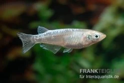 Medaka Linguang, Oryzias Latipes