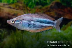 Dansari-River-Regenbogenfisch, Melanotaenia Affinis "Dansari River", 5 Tiere -Interaquaristik Verkäufe Melanotaenia affinis Dansari River 12