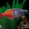 Boesemans Regenbogenfisch Rot, Melanotaenia Boesemani RED, DNZ -Interaquaristik Verkäufe Melanotaenia boesemani 2